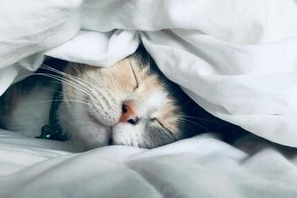 Haus Bad Salzuflen Biemsen-Ahmsen - 4 Zimmer, 155 m&sup2;, 1.980&euro; | Angebot:24629819