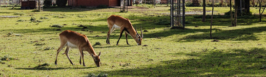 Serengeti-Park Hodenhagen Safari Niedersachsen