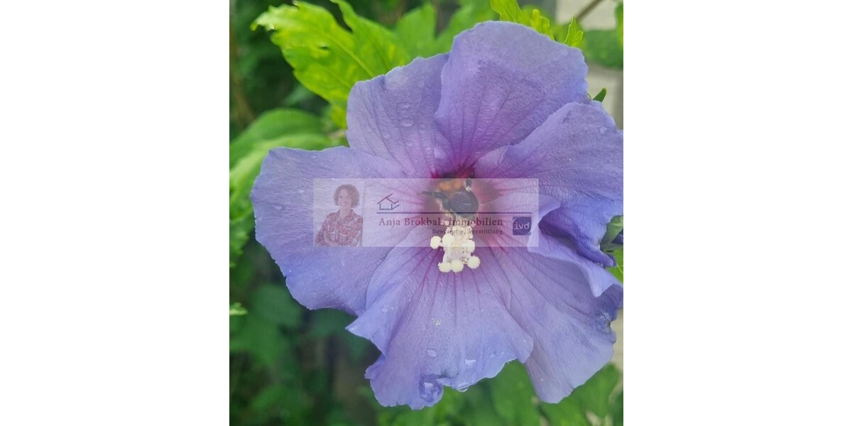 Zentral - ruhig - großes Grundstück_provisionsfrei für Käufer 7 zimmer