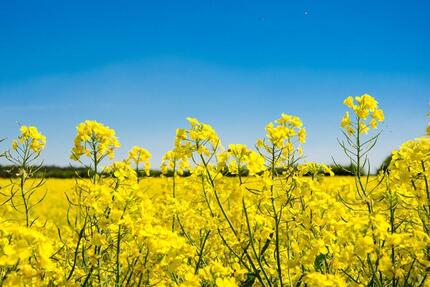 Wohnung Bad Salzuflen Ehrsen-Breden - 4 Zimmer, 100 m&sup2;, 750&euro; | Angebot:25632966