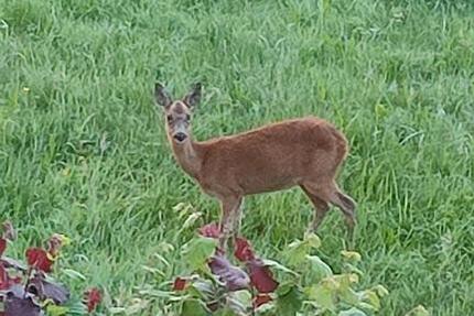 2erWG Zimmer möbl.f. StudentinFrau+Pferd 3.5 zimmer